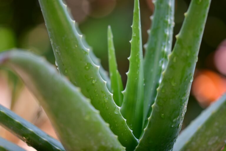 aloe_vera