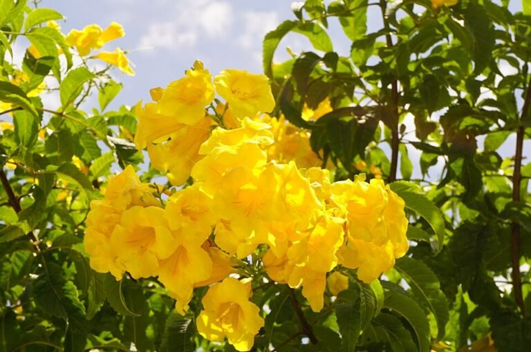 tecoma_stans_plant