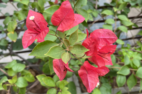 bougainvillea_plant