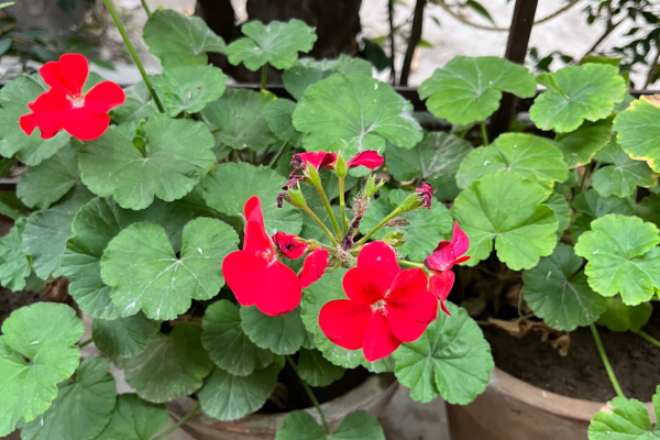 geranium-plant