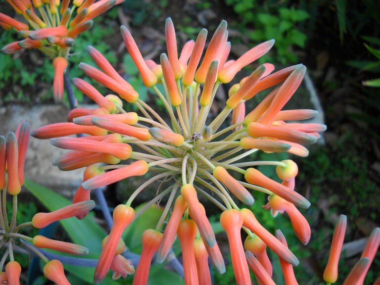 aloe_vera_flower