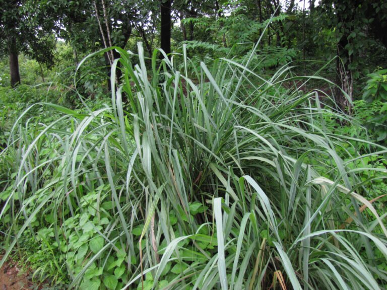 lemon_grass_plant