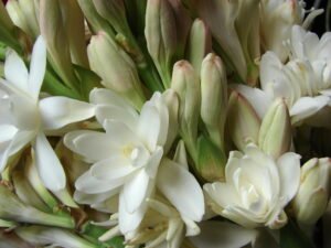 rajnigandha_flower