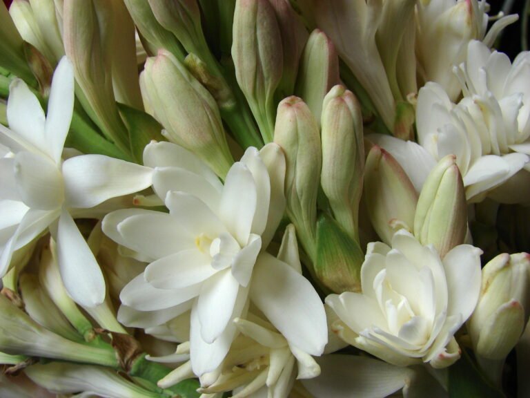 rajnigandha_flower