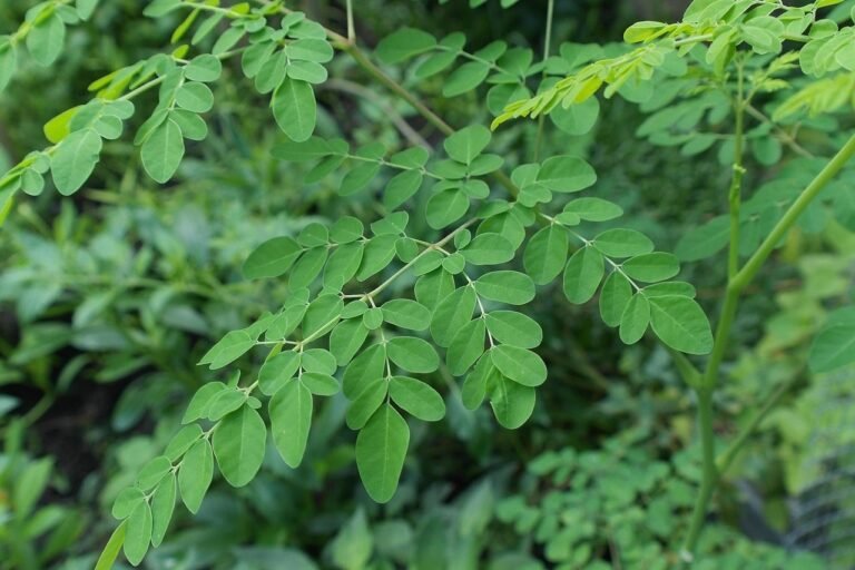moringa