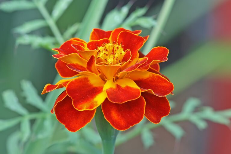 marigolds
