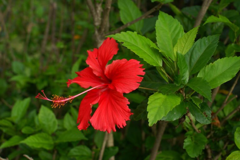 hibiscus_flower