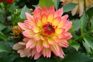 dahlia_plant