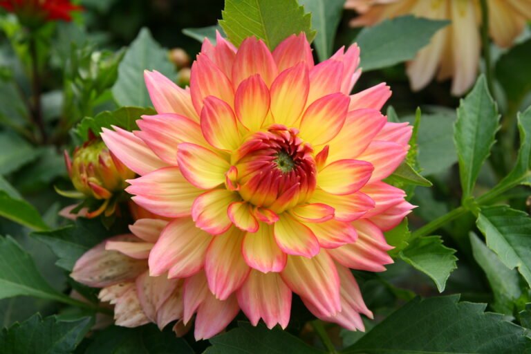 dahlia_plant