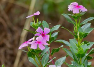 pink_periwinkle