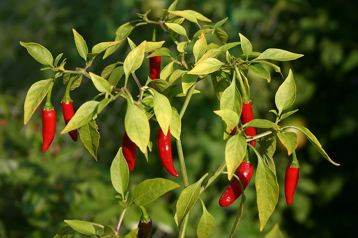 chilli_pepper