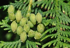 thuja_occidentalis