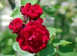 miniature_rose